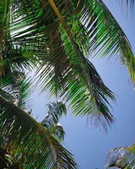 Obraz premium palm tree on a background of blue sky