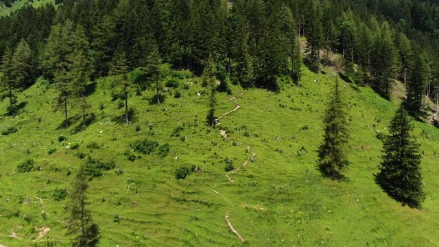 Aerial above hiking trail leading into pine forest on mountain Prevala
