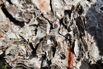 Pine bark texture with lichen and resin under the sun