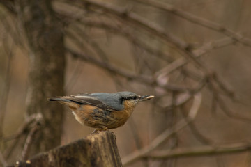 Nuthatch bird in the wildlife 