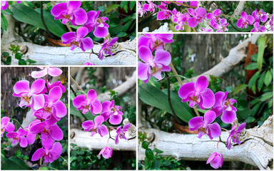 Collage of Exotic Orchid grows and blooms in tropical garden. Set of Beautiful Orchids flower background.