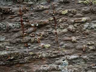 The texture of the bark of a tree. Background image of macro photo of bark with mold