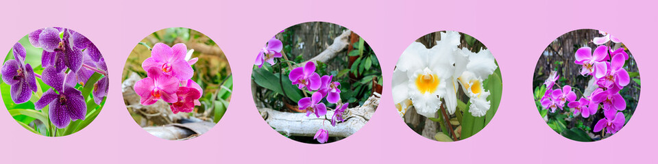 Collage Orchid texture. Set of different exotic orchid flower for beautiful nature background