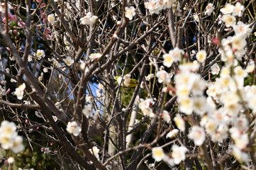 Camelia flowers are the signs of spring