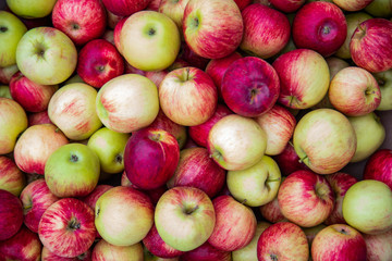 Tasty ripe red-green apples.
