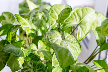 Green leaves Syngonium podophyllum close up. Indoor garden house. Indoor floriculture. Close-up.