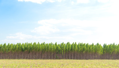 Eucalyptus forest in Thailand, plants for paper industry