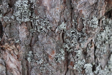 texture of tree bark pine in the Park