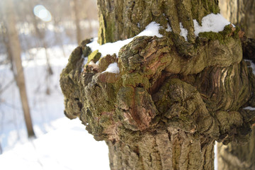 Cap on a birch tree, an outgrowth on a trunk with an abnormal structure of wood. Close up.