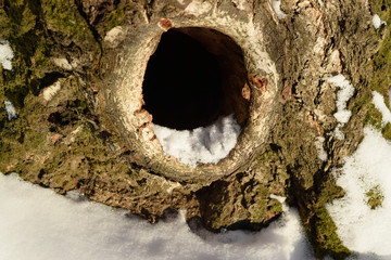 Hollow in the trunk of an old birch. Close up.