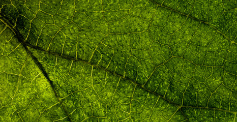 Background image of a leaf of a tree close up. A green leaf of a tree is a big magnification. Macro shooting.