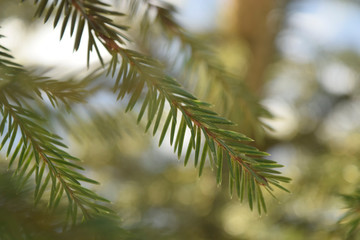 Evergreen spruce branch against the sky. Close up.