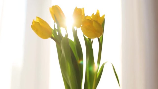 A bouquet of yellow tulip buds close-up with illumination of volumetric sunlight