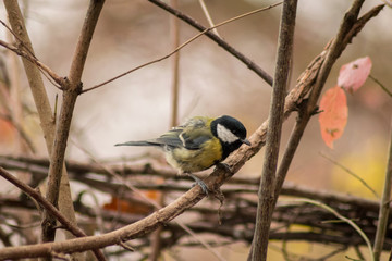 Parus major in forest wildlife