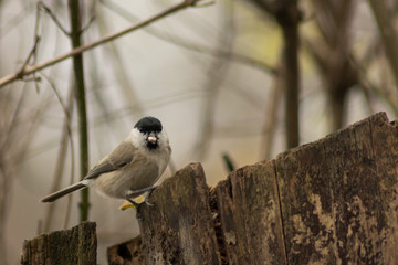 Poecile palustris bird eating sunflower seeds in the forest