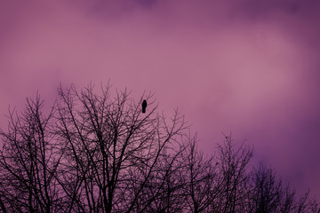 Blurred silhouettes of tree branches and a lone Raven against a background of purple fog and clouds. A mystical landscape.