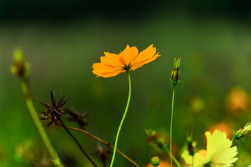 blooming yellow flowers in garden