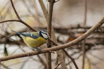 Blue tit sitting on branch in wildlife