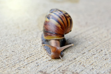 garden big snail on floor