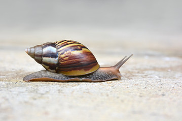 garden big snail on floor