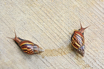 garden big snail on floor