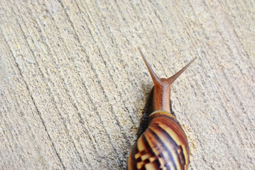 garden big snail on floor