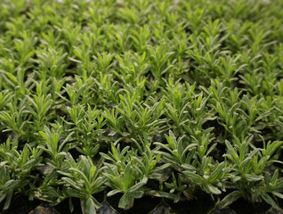 Small youngplants, cuttings from lavender lavendula out of a Dutch greenhouse horticulture