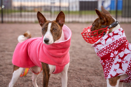 Basenji or African flying dog as well as Congolese Bush, forest, Congo Terrier, Nyam Nyam Terrier, Zande, creature from thicket - is one of the oldest dog breeds