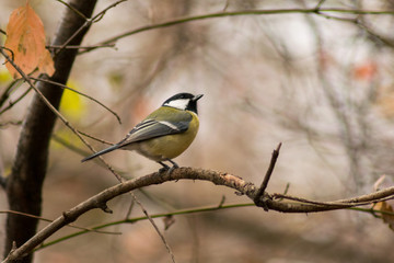 Parus major birds wildlife