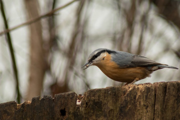 Nuthatch bird wildlife nature passerine