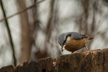 Nuthatch bird wildlife nature passerine