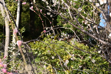 Camelia flowers are the signs of spring