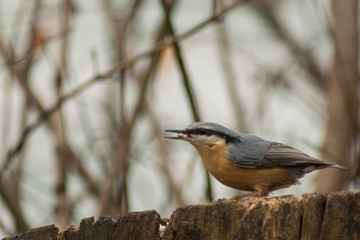 Nuthatch bird wildlife nature passerine