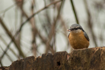 Nuthatch bird wildlife nature passerine