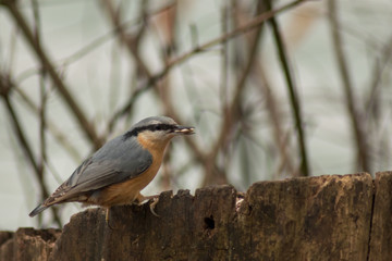Nuthatch bird wildlife nature passerine