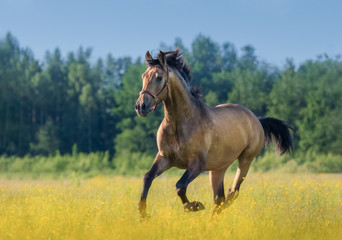 Andalusisches Pferd auf blühendem Feld des Sommers.