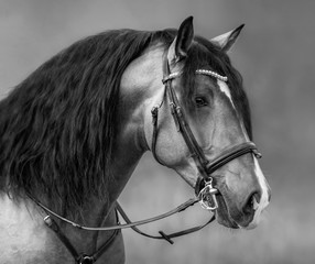 Spanish horse with long mane and forelock in bridle.