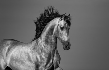 Black and white Andalusian horse in motion.