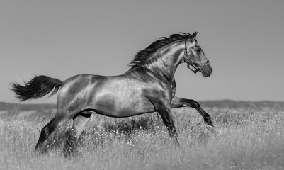 Fototapety  Koń andaluzyjski w kwitnącym polu.