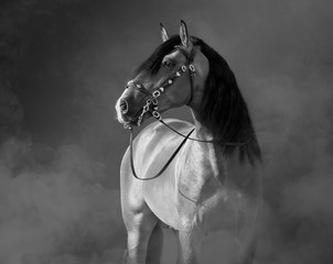 Spanish horse in baroque bridle in light smoke.