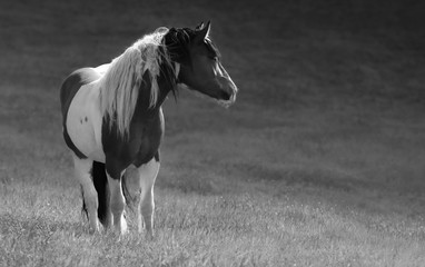 Fototapeta na wymiar Gypsy horse stand on meadow.
