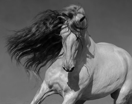Black-and-white portrait of white Spanish horse with long mane.