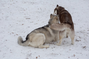 Two siberian husky are playing in the winter park. Pet animals.