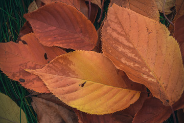Autumn colored leaves in the park II