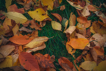Autumn colored leaves in the park III