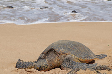 Sea turtle on the beach of Hawaii