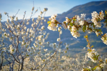 cherry trees of the Jerte in Cáceres.