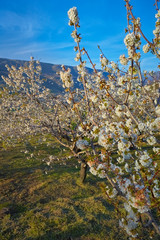 cherry trees of the Jerte in Cáceres.