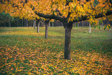Autumn colored leaves in the park V