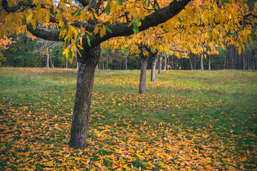 Autumn colored leaves in the park VI